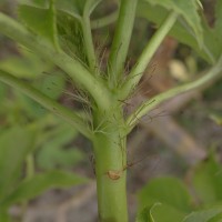 Jatropha glandulifera Roxb.